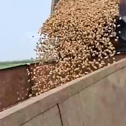 ZHENDAN Peanut combine