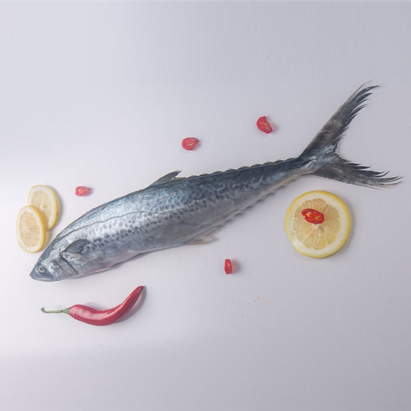 QIAOXING Japanese mackerel (Scomberomorus niphonius)（According to market conditions Negotiated pricing） Non-fried, low-fat, low-calorie, healthy snacks.